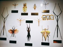 -上海昆虫博物馆
