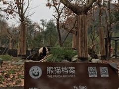 -都江堰中华大熊猫苑