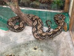-上海大自然野生昆虫馆(东方明珠·爬宠昆虫探索中心)