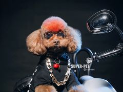 -超宠爱宠物摄影-Super pet