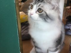 -飞行喵MR PILOT|猫舍·猫咖(静安大融城店)