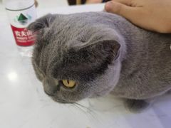 -喵园·猫主题咖啡厅·撸猫·猫咖(国贸店)