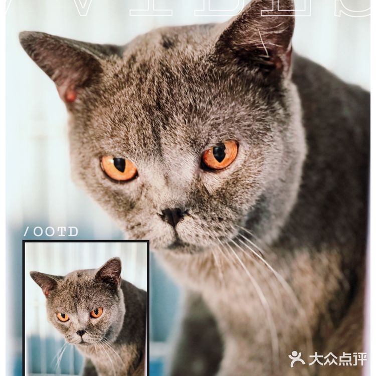 天津探店|唯爱宠物·猫狗专卖（河西店）