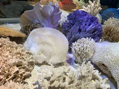 -贝林大翅鲸简餐厅(国家海洋博物馆店)