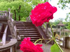 -海上花岛玫瑰园采摘