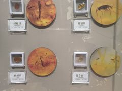 -辽宁古生物博物馆