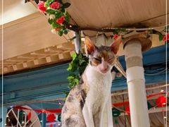 -猫小院猫主题咖啡厅(北锣店)