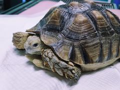 -北京观赏动物医院·24小时大型综合·猫专科·异宠专科