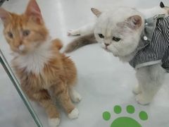 -糯米喵星人·撸猫猫舍咖啡馆(西市场嘉华店)