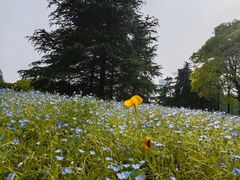 -上海滨江森林公园