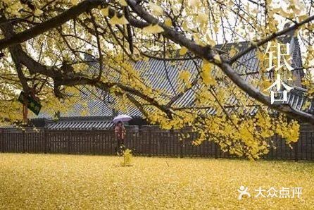 Gingko Yellow——银杏黄，1400多年的惊艳时光