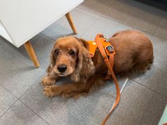 -爱妮康宠物医院·干细胞免疫细胞·肿瘤·心脏(张江店)