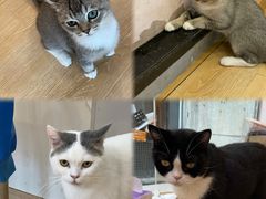 -猫咪派对(江南西店)
