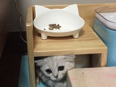 -十年猫舍·猫咪专门店(普陀店)