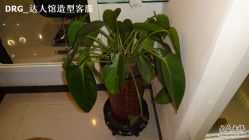 DSC01094-DRG达人馆造型