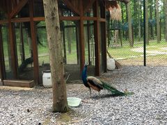 -黄海国家森林公园