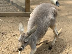 -可伦宾野生动物保护区