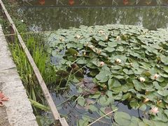 -同銮特种养殖场·龙虾垂钓