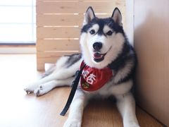 -Husky Go! 哈士奇体验馆·宠物咖啡厅狗咖