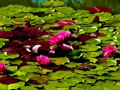 -国家植物园南园