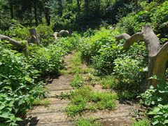 -木兰云雾山