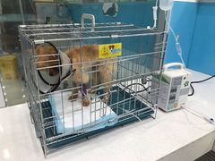 -乖乖乐动物医院(小汤山分院)