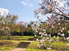 -天适樱花悠乐园