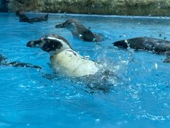 -帝企鹅自助餐厅•儿童岛•真企鹅(长隆企鹅酒店)