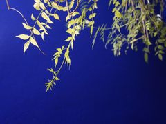 -马洛雷勒花园