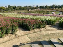 -径山花海