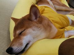 -逗柴咖啡屋·狗咖猫咖宠物桌游