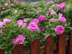 -济南喜来登酒店