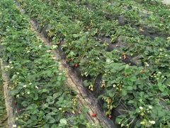 -胜丰草莓采摘园