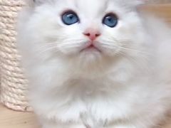 -十年猫舍·猫咪专门店(普陀店)