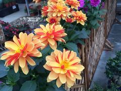 -三圣花乡旅游区