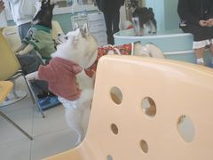 -怪兽屋·羊驼·猫咖·狗咖(俊华广场店)