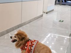-中农国际动物医院24小时·猫科·骨科·急重症中心