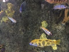 -瑞普利水族馆