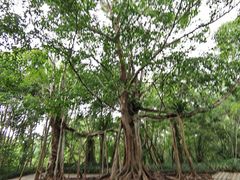 -中国科学院西双版纳热带植物园