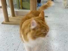 -喵园·猫主题咖啡厅·撸猫·猫咖(国贸店)