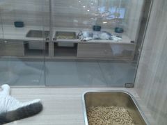 -飞行喵MR PILOT|猫舍·猫咖(静安大融城店)