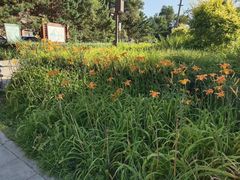 -长春市南湖公园