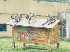 -合肥野生动物园