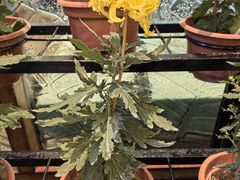 -小榄人家酒楼(民安店)