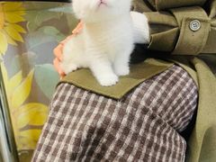 -欣宠猫屋·矮脚拿破仑·蓝金金渐层
