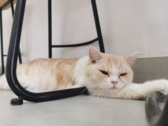 -Heymao猫咖.咖啡厅(东门店)