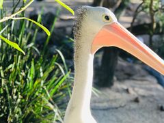 -费瑟代尔野生动物园