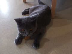 -藏猫猫咖啡主题馆(中央大道店)