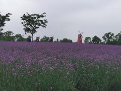 -同里国家湿地公园