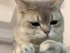 -老吴的猫·猫舍(新区店)